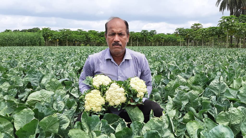 অসময়ের ফুলকপিতে  কৃষকের মুখে হাসি