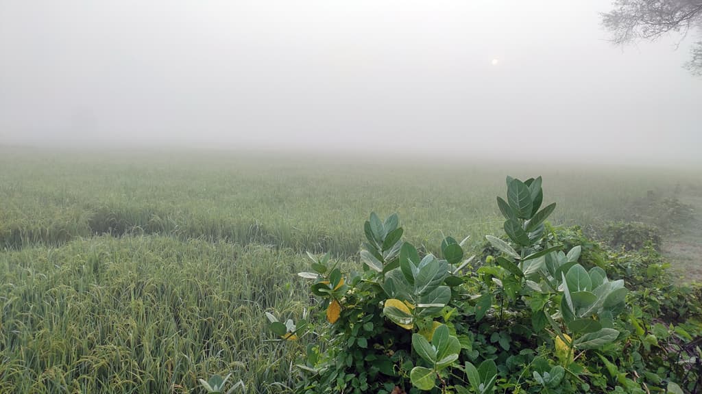 কুয়াশা আনছে শীতের বার্তা