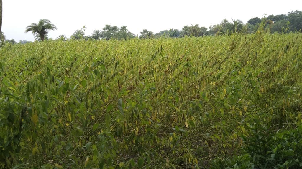 পাটকেলঘাটায় পাটের আবাদ বেশি হলেও দাম নিয়ে হতাশ কৃষক