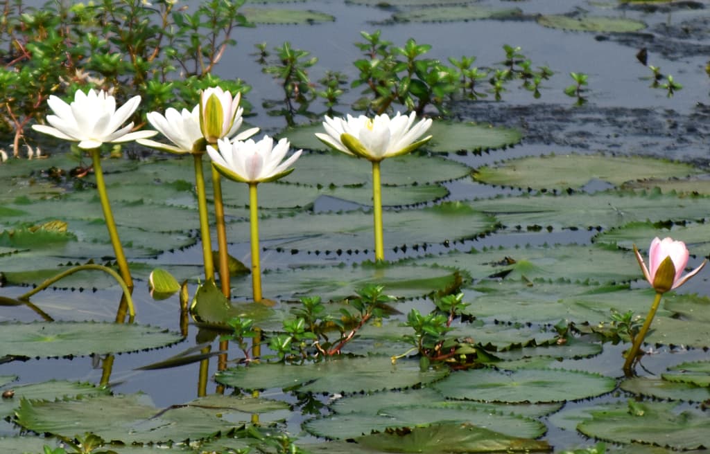 দিনের ছবি (২৮ সেপ্টেম্বর, ২০২৩)