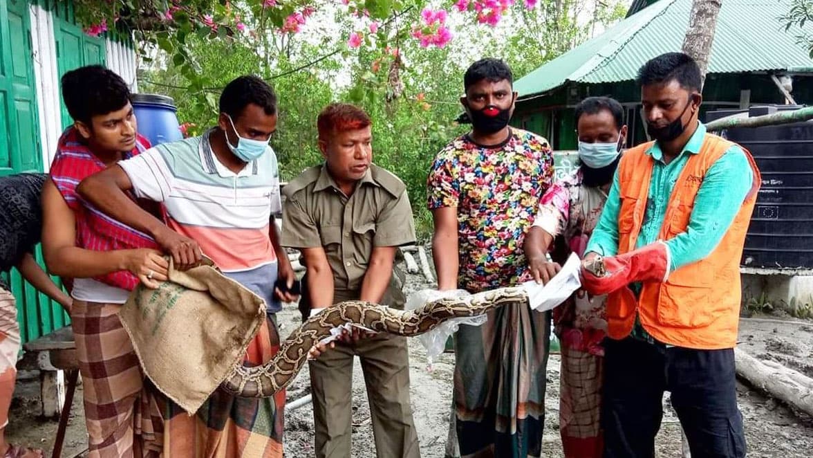 মোংলায় সুন্দরবন থেকে ভেসে আসা অজগর উদ্ধার