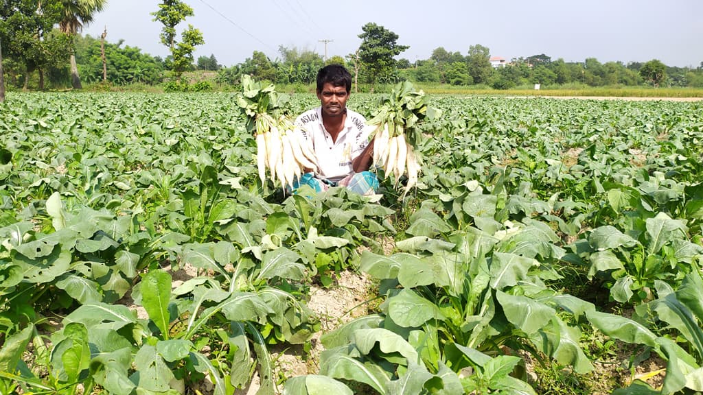 ব্রাহ্মণপাড়ায় আগাম মুলা চাষে কৃষকের হাসি