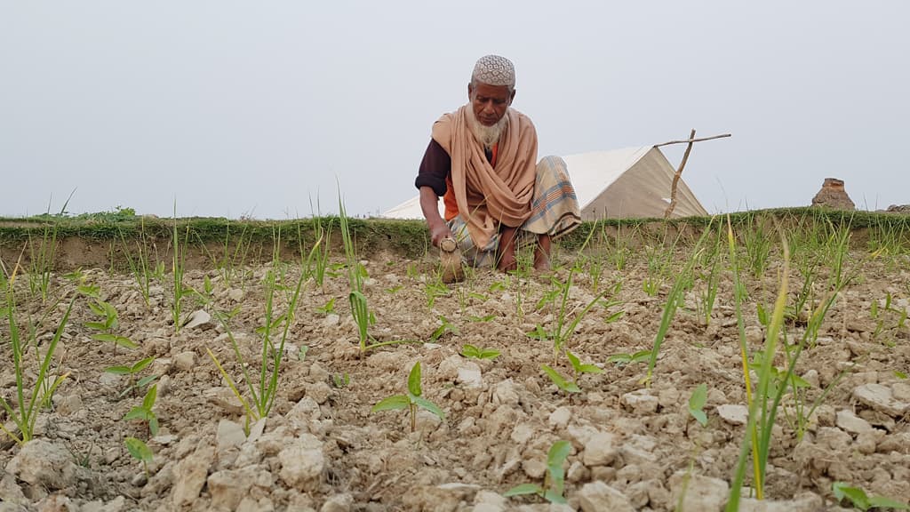 কৃষিতেই সফল জামাল