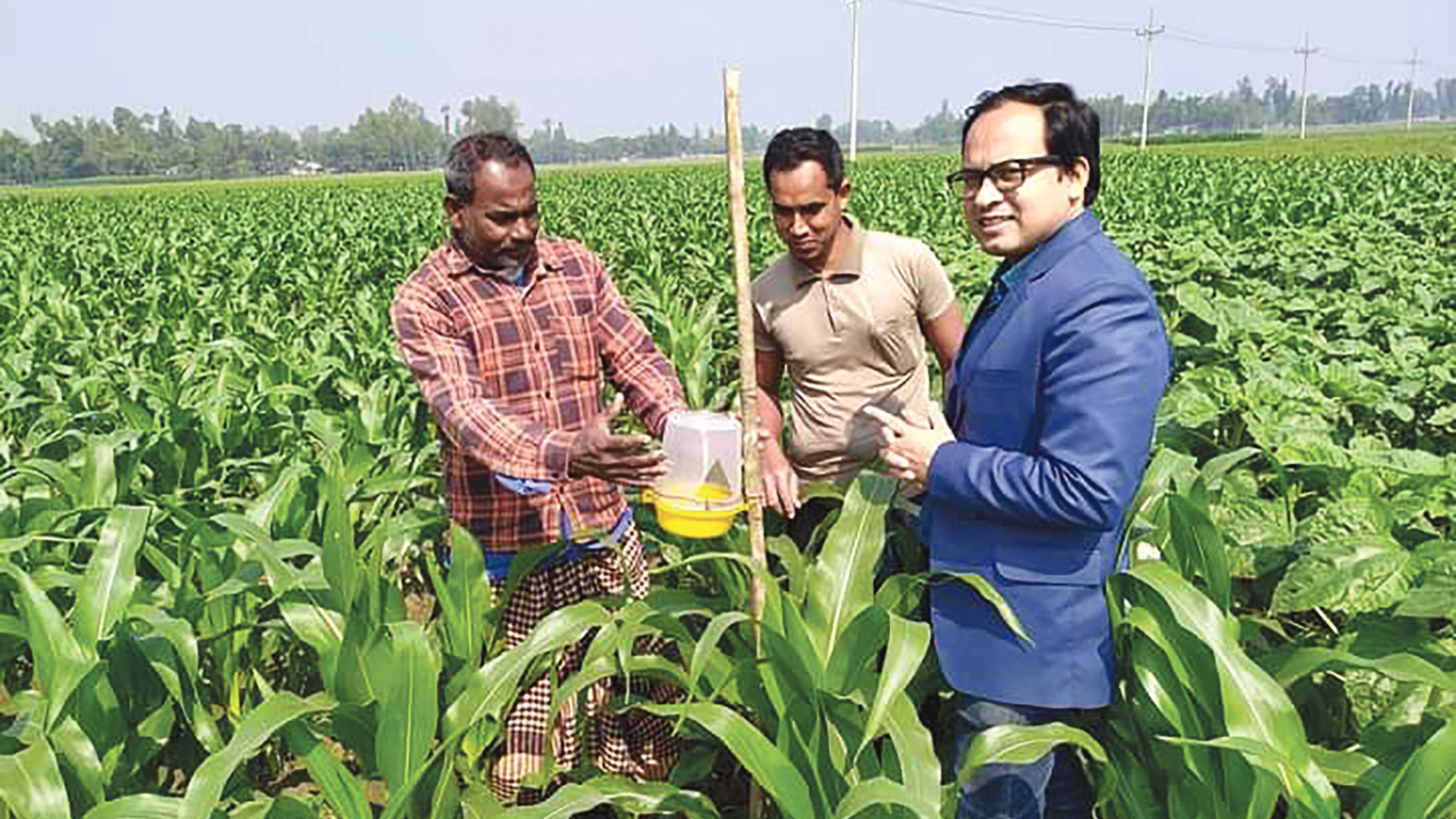 ক্ষতিকর পোকা দমনে ‘সেক্স ফেরোমনে’ ভরসা কৃষকের