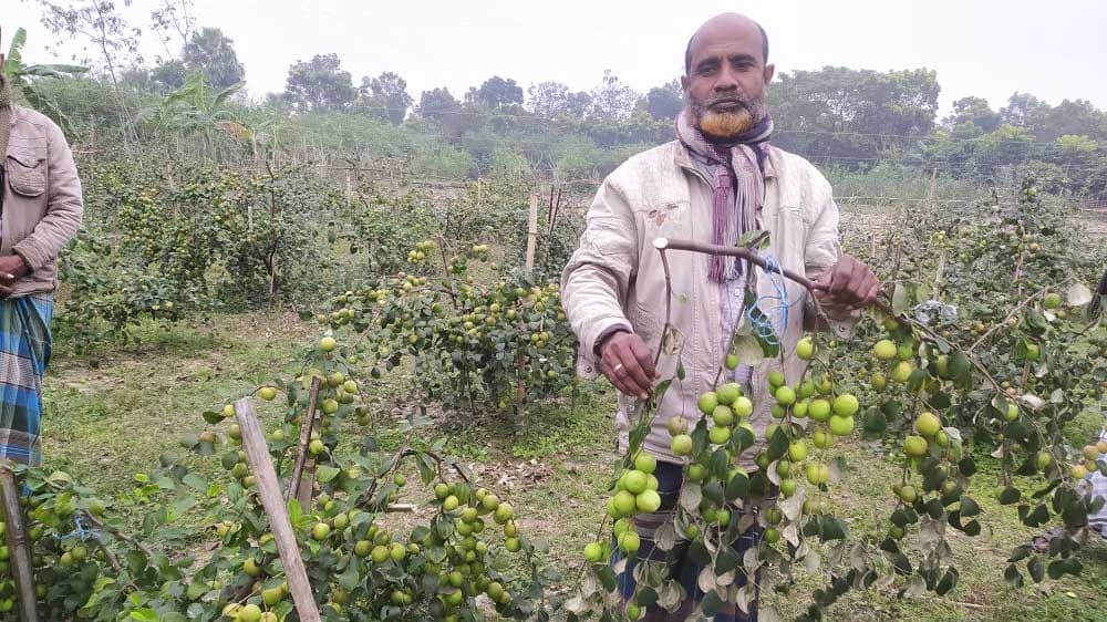 ফল ধরা ৮টি কুলগাছ কেটে দিল দুর্বৃত্তরা