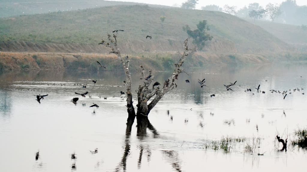 পরিযায়ী পাখিতে মুখরিত পাত্রখোলা লেক 