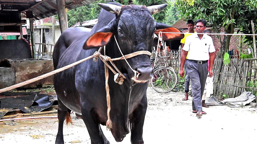 ১৭০০ কেজি ওজনের সম্রাটের দাম ১৮ লাখ