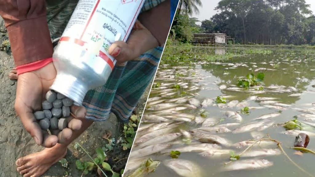 গ্যাস ট্যাবলেট: যে বিষে বিশ্বে প্রতিবছর আক্রান্ত হয় আড়াই কোটি কৃষিশ্রমিক