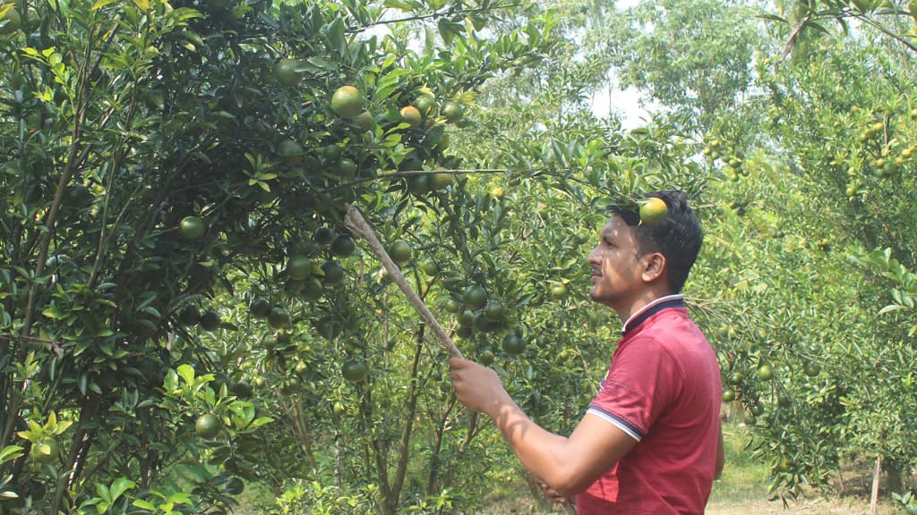 ধানের জমিতে কমলা চাষ