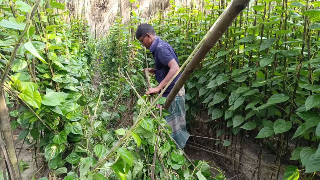 ঝিনাইদহে ৩ ভাইয়ের ২ বিঘা পানের বরজ কেটে দিল দুর্বৃত্তরা