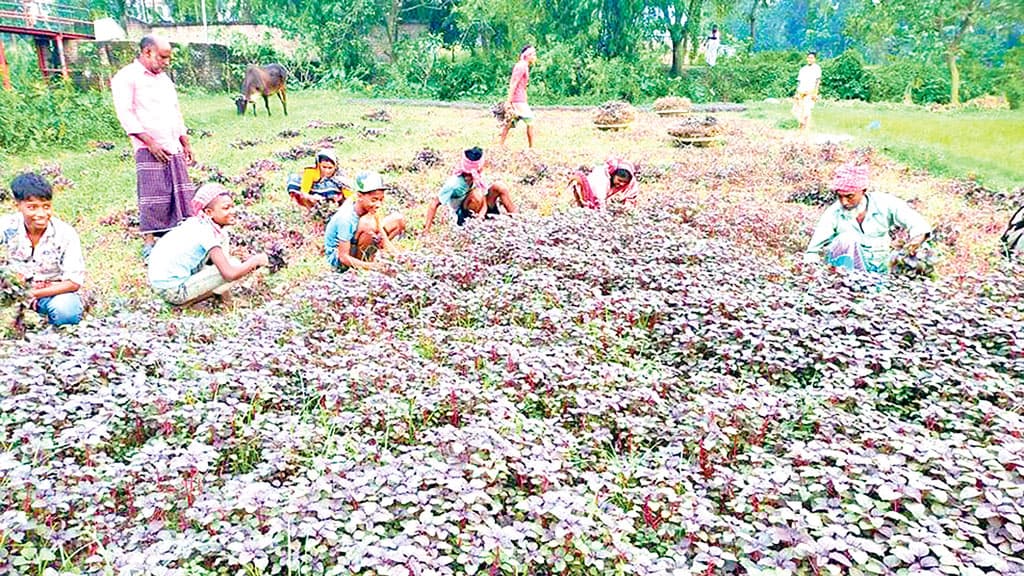 লালশাকে কৃষকের হাসি