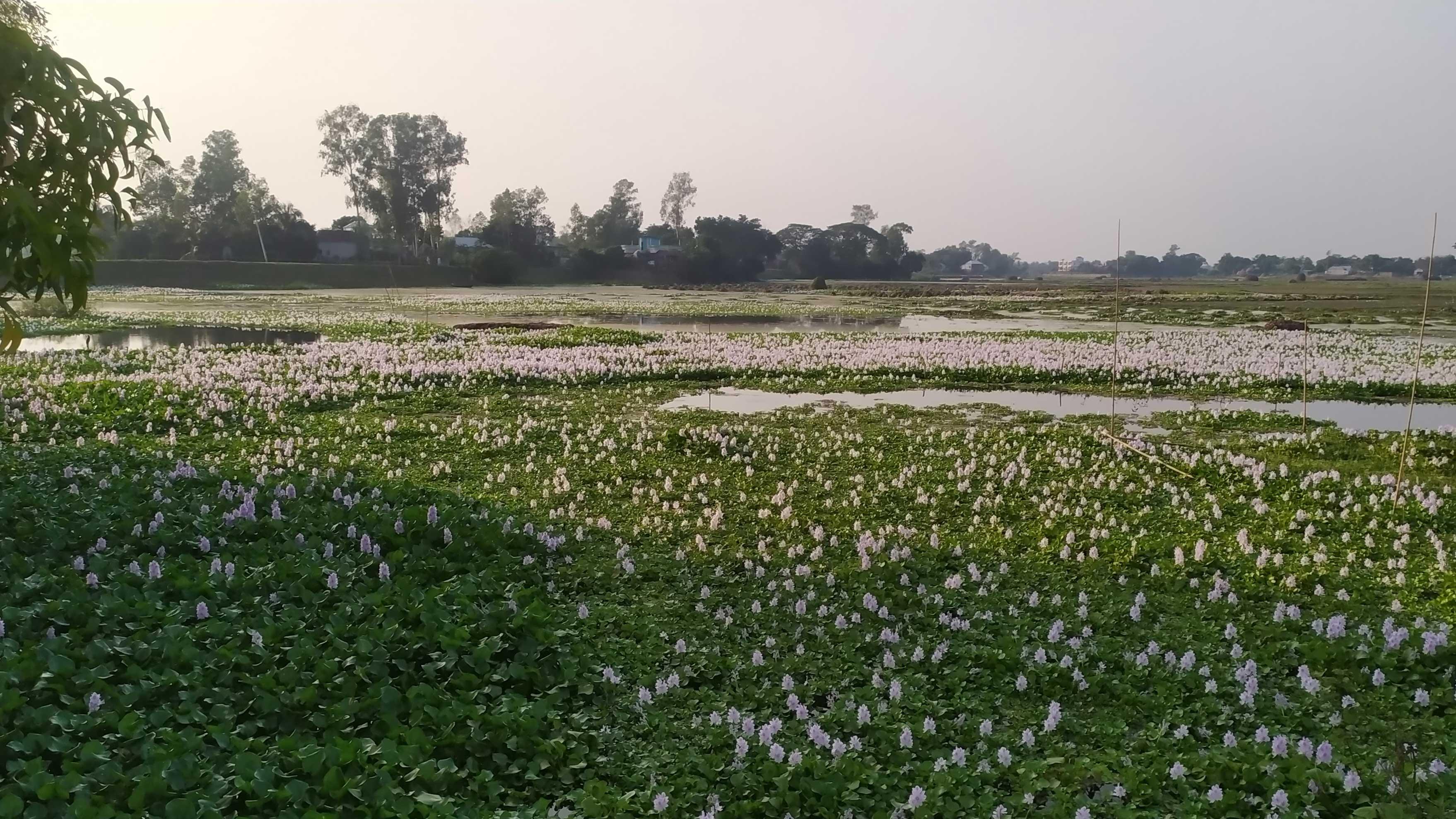 নিষ্কাশনের পথ নেই, শত একর জমি জলাবদ্ধ