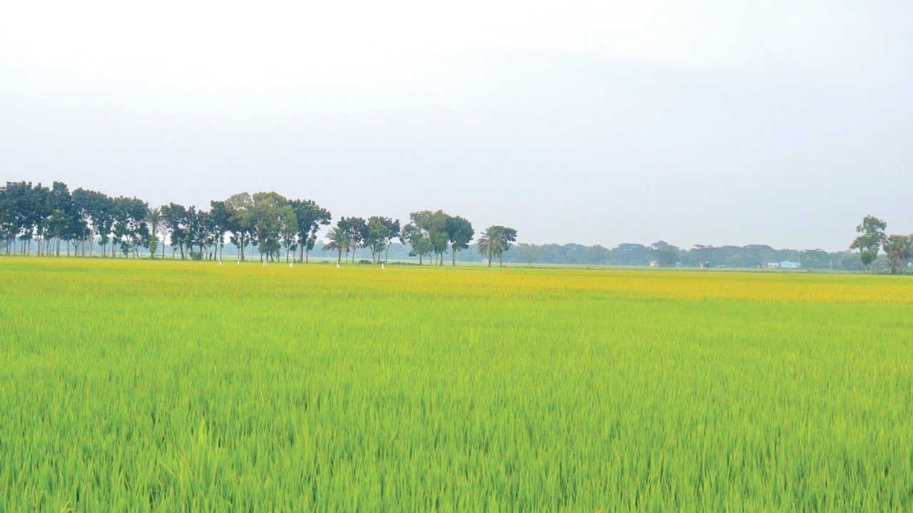 আমন আবাদের লক্ষ্য ছাড়িয়েছে  গফরগাঁওয়ে