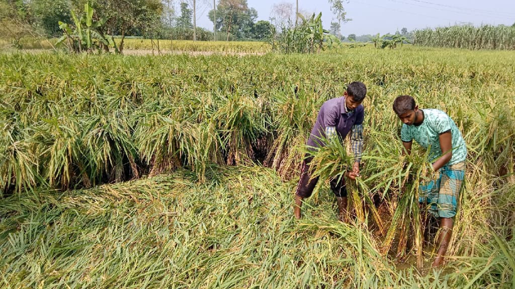 কৃষকের দুশ্চিন্তায় মাজরা পোকা