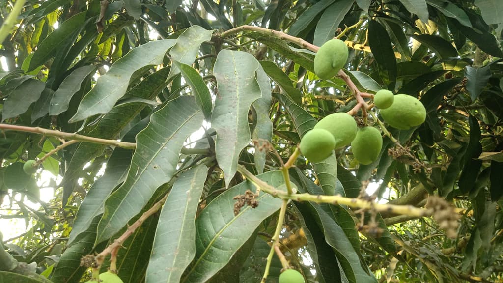 অনাবৃষ্টিতে আমের গুটি ঝরে পড়ার আশঙ্কা