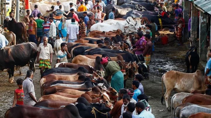 ঢাকার দুই সিটিতে বসবে ১৭ অস্থায়ী পশুর হাট