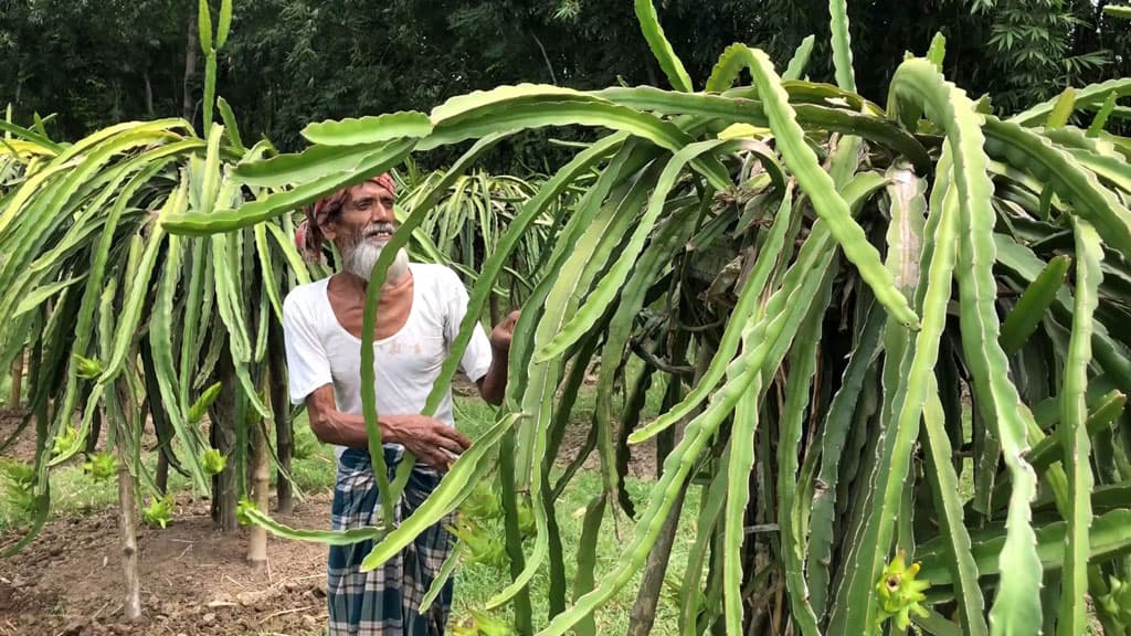 রাজবাড়ীতে জনপ্রিয় হচ্ছে ড্রাগন ফলের চাষ