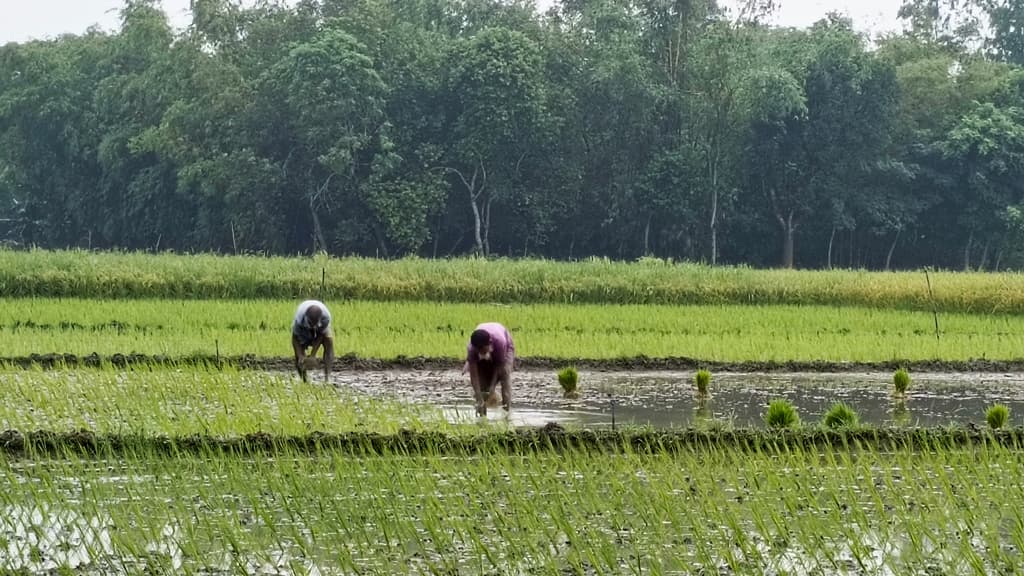 বৃষ্টিতে স্বস্তি ফিরেছে রায়পুরার চাষিদের, চারা রোপণে ব্যস্ত