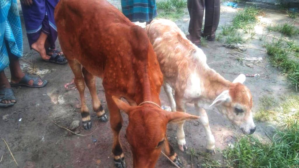 বেতাগীতে লাম্পি স্কিন ডিজিজে আক্রান্ত গরু, দুশ্চিন্তায় খামারিরা