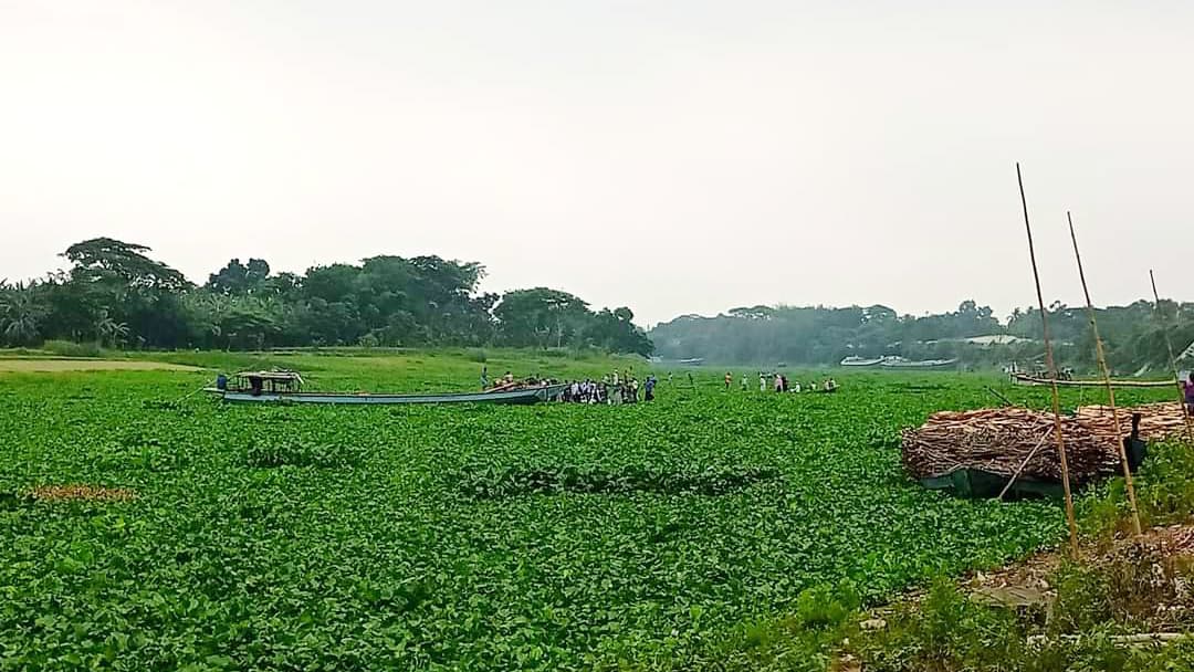 কচুরিপানায় ভরে গেছে নদী, আটকে গেছে মালবাহী নৌকা