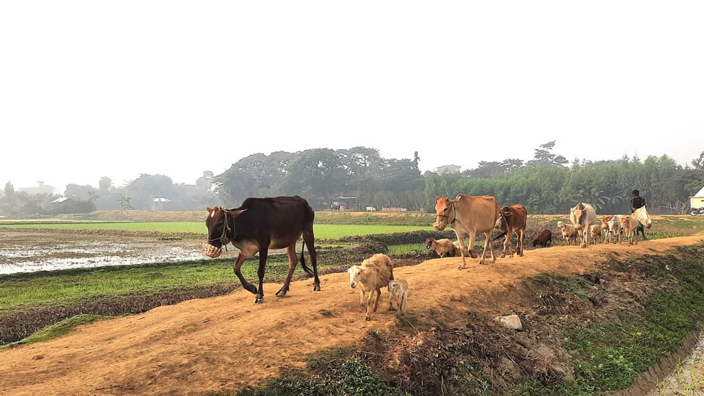 হাওরের মেঠোপথে গরুর পাল, আনছে সচ্ছলতা