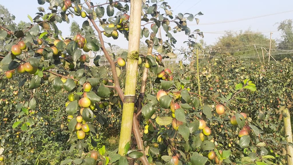 দুই জাতের বরই চাষে স্বাবলম্বী সখীপুরের ইলিয়াস