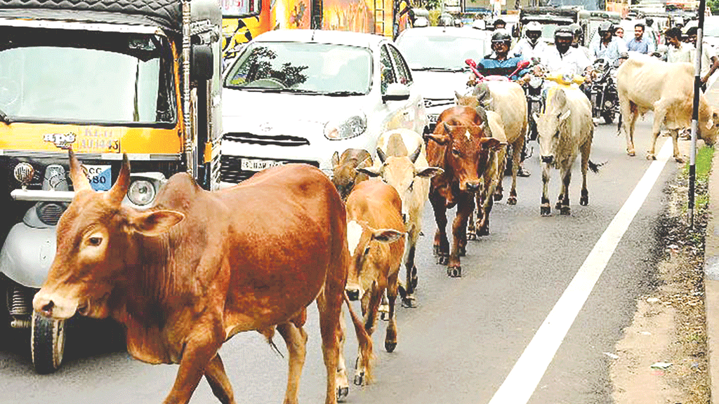 বিধানসভা নির্বাচনে ‘গরু বিড়ম্বনা’