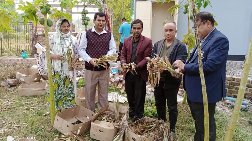 ফিলিপাইন থেকে এল নতুন জাতের আনারসের চারা