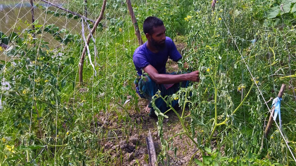 ব্যাকটেরিয়ায় মরছে টমেটো গাছ, দিশেহারা চাষি