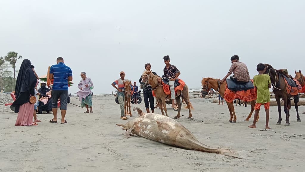 কুয়াকাটা সৈকতে ভেসে এল ১০ ফুট মৃত ডলফিন