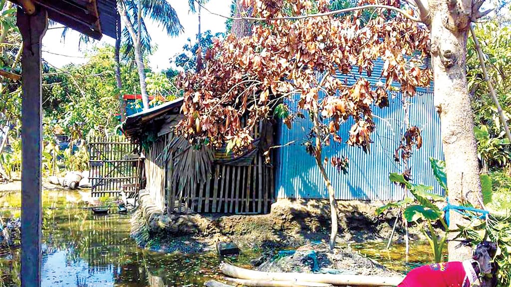 জলাবদ্ধতায় মরছে গাছ