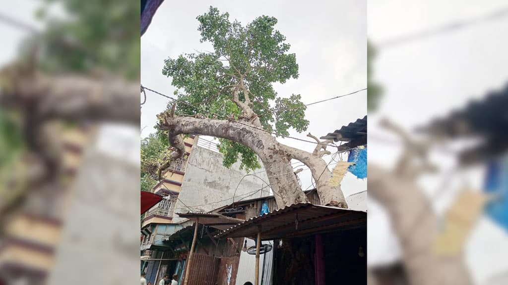 দুষ্ট দোকানি ও বটবৃক্ষের জীবনরক্ষার লড়াই