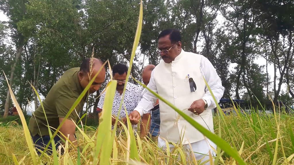 হঠাৎ আউশ ধানের মাঠে খাদ্যমন্ত্রী