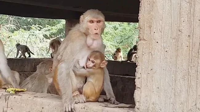 চার মাসের শিশুকে ছাদ থেকে ফেলে দিল বানর