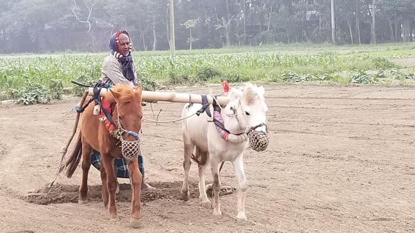 বিরামপুরে ঘোড়া দিয়ে হালচাষ