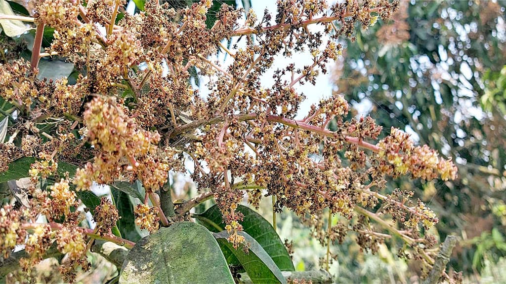 বাগানজুড়ে মুকুলের সুবাস