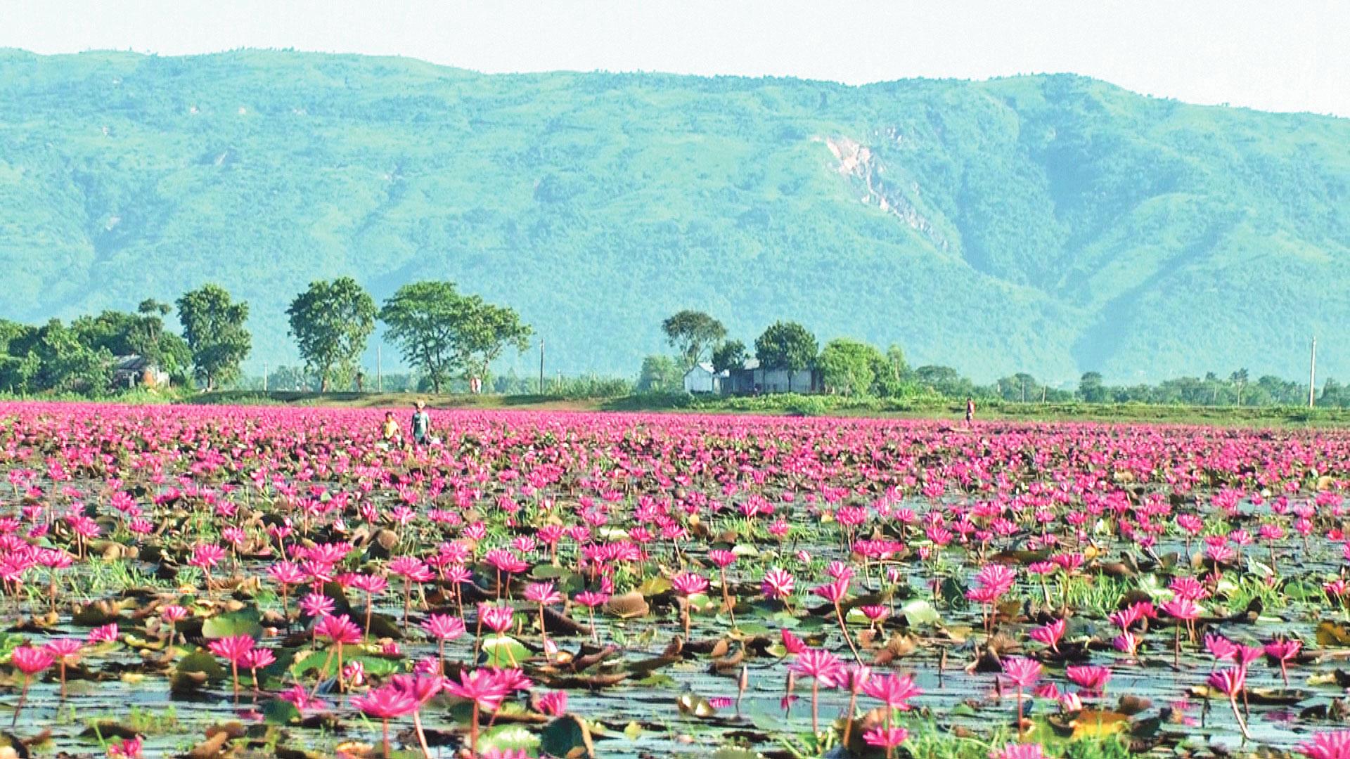 সবুজ পাহাড়ের পটে যেন লালগালিচা