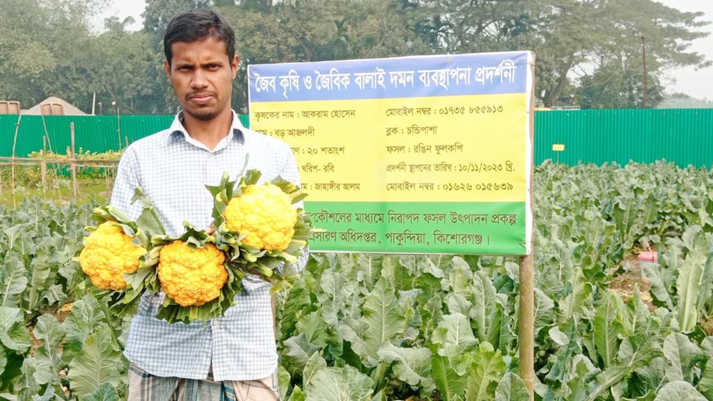 রঙিন ফুলকপিতে বাজিমাত পাকুন্দিয়ার আকরামের