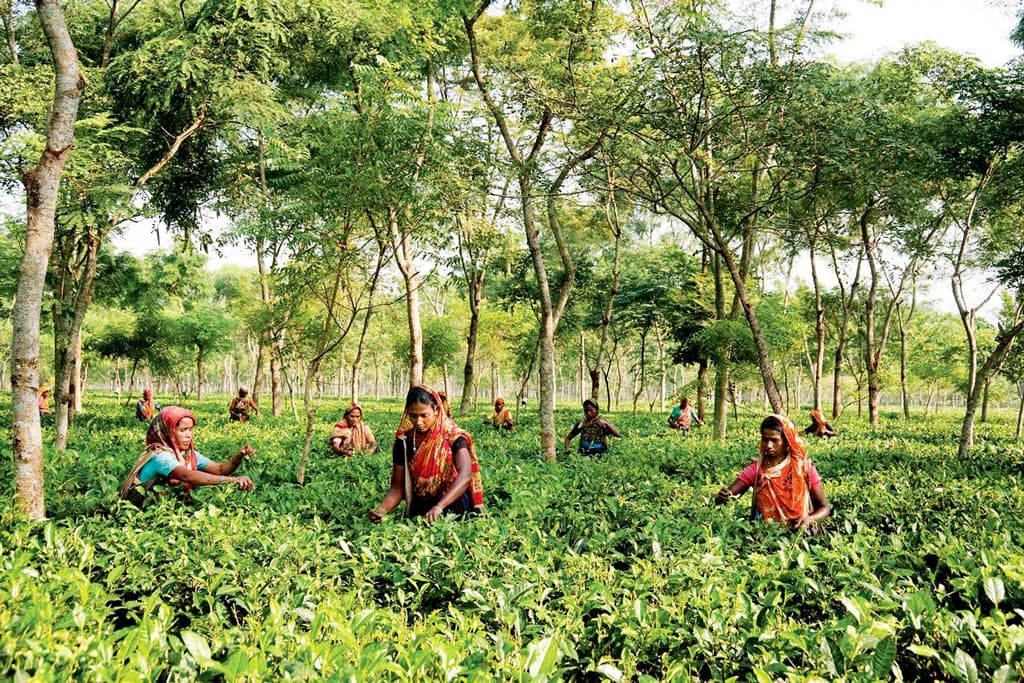 প্রথমবারের মতো দেওয়া হচ্ছে জাতীয় চা পুরস্কার