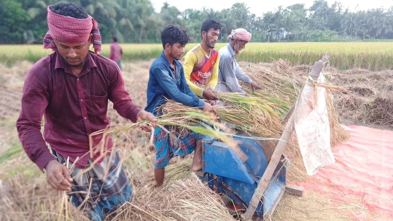 মাঠে মাঠে পাকা ধান কাটার ধুম