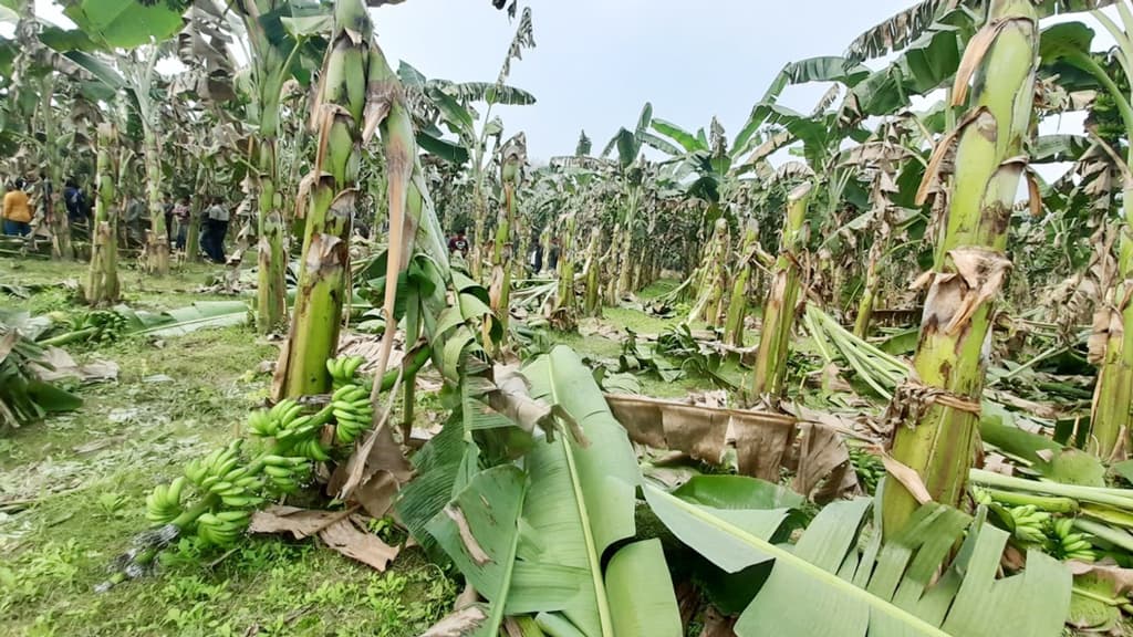 ৯ বিঘা জমির ড্রাগন ও কলাগাছ কাটল দুর্বৃত্তরা