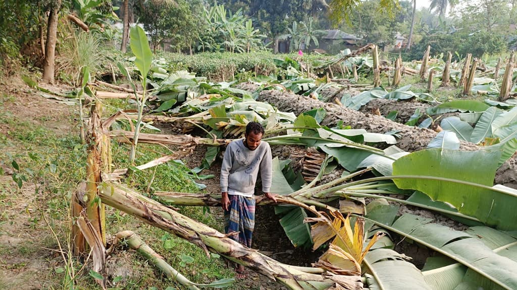 ঈশ্বরদীতে ‘ভাড়াটে সন্ত্রাসী’ দিয়ে প্রতিপক্ষের ১৪০০ কলাগাছ কাটার অভিযোগ