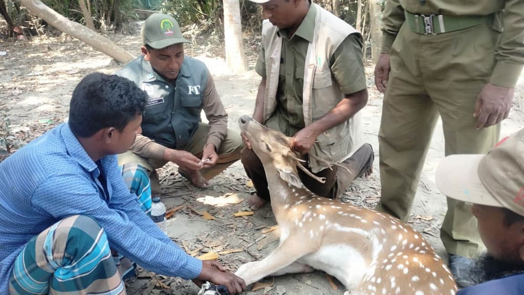 চিত্রা হরিণ উদ্ধার সুন্দরবনে অবমুক্ত