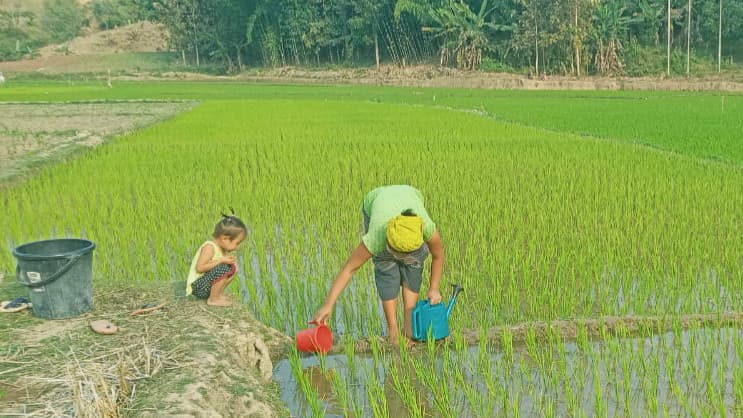 লাভজনক হওয়ায় বাড়ছে আগ্রহ