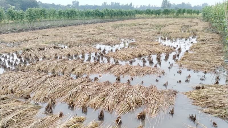 তলিয়েছে খেতে কেটে রাখা আমন ধান, সবজির ক্ষতি