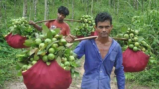 ক্রেতা নেই, গাছেই নষ্ট পেয়ারা