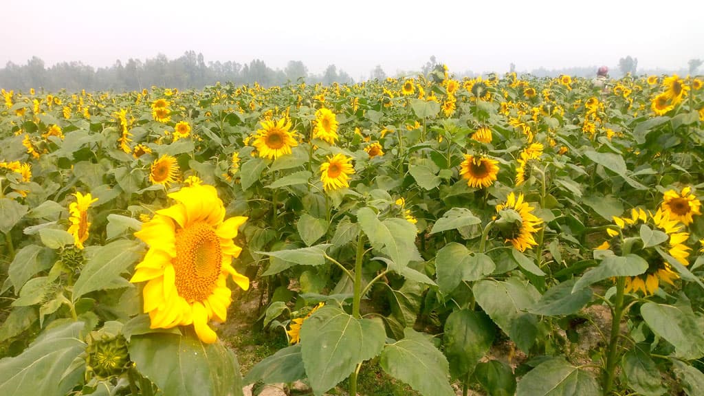 কৃষকের মুখে সূর্যমুখীর হাসি