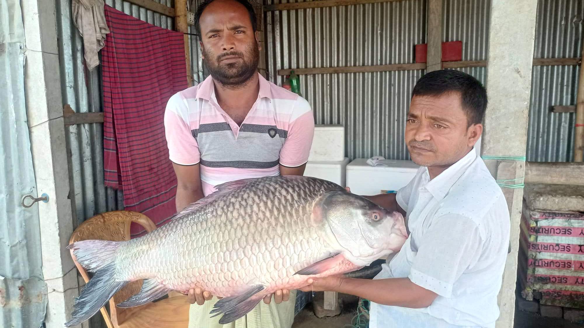 ২০ কেজির কাতল ২৪ হাজারে বিক্রি