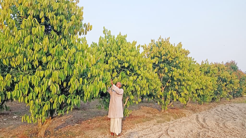 আগ্রহ বাড়ছে তেজপাতায়