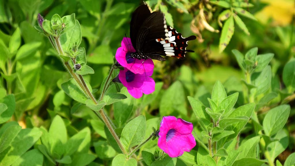 দিনের ছবি (২৭ ফেব্রুয়ারি, ২০২৪)